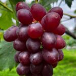 ベニバラード